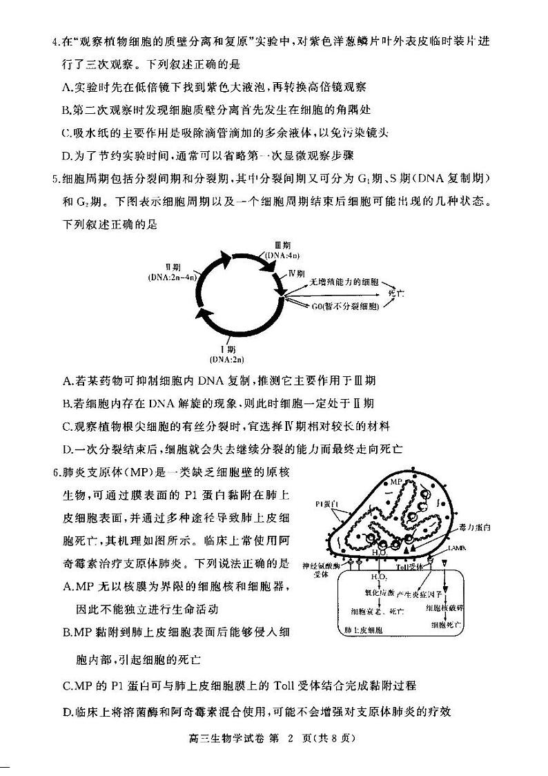 湖北省部分高中2024-2025学年高三上学期11月期中联考生物试题 第2页