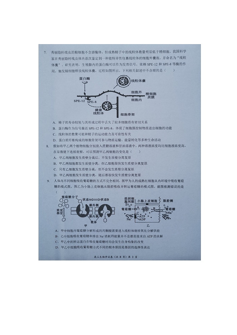 湖北省新高考协作体2024-2025学年高三上学期11月期中生物试题第3页