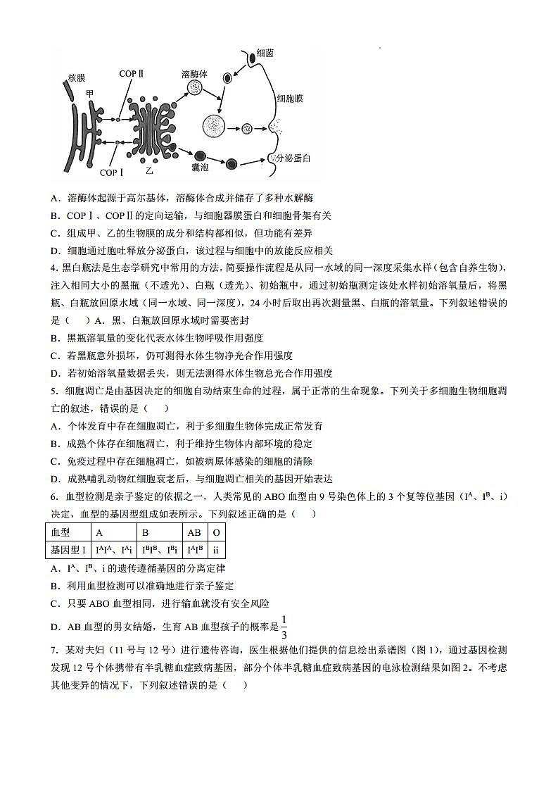 河南省华大联考2024-2025学年高三上学期11月期中生物试题(无答案)第2页