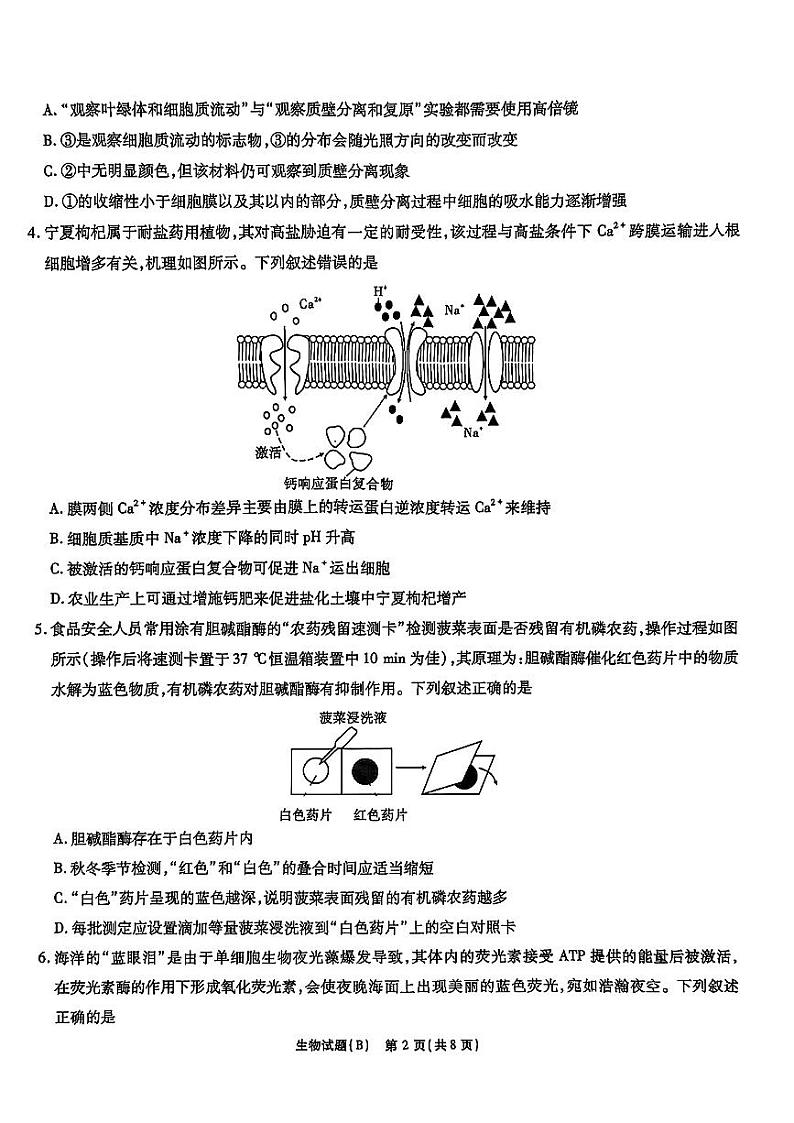 2025届安徽省江淮十校高三上学期11月第二次联考生物试题第2页