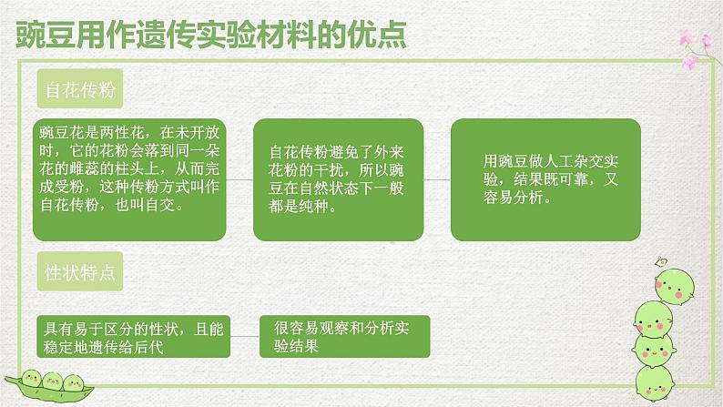 人教版（2019）高中生物必修二1.1孟德尔的豌豆杂交实验(一)第一课时课件ppt第7页