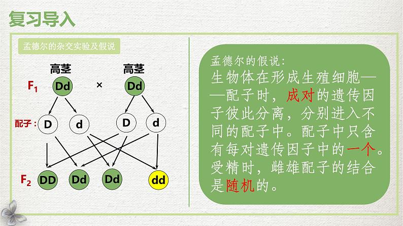 人教版（2019）高中生物必修二1.1孟德尔的豌豆杂交实验(二)第二课时课件ppt第4页
