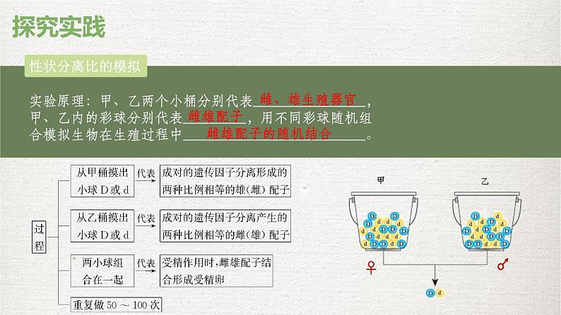 人教版（2019）高中生物必修二1.1孟德尔的豌豆杂交实验(二)第二课时课件ppt第5页