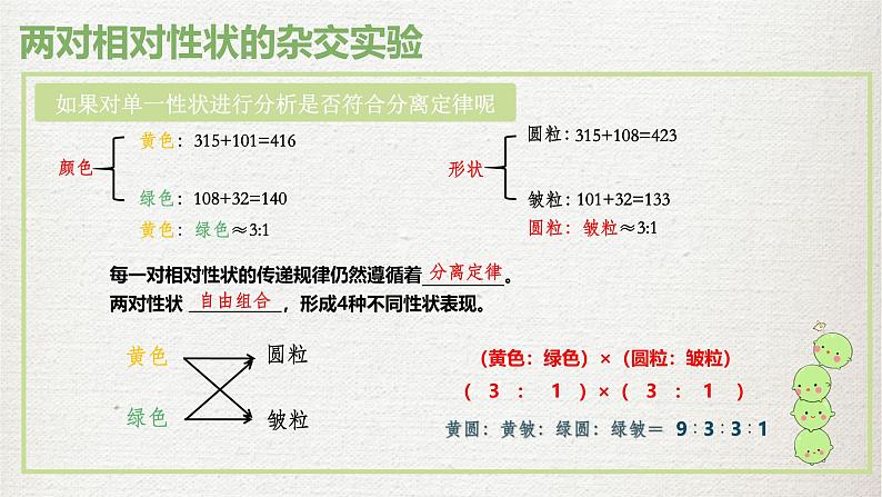 人教版（2019）高中生物必修二1.2孟德尔的豌豆杂交实验(二)课件ppt第8页