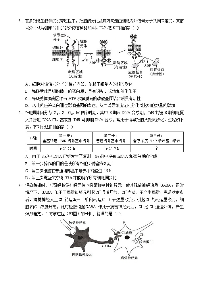 重庆市西南大学附属中学校2024-2025学年高三上学期11月阶段性检查生物试题（二））第2页