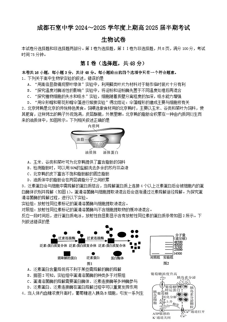 2025成都石室中学高三上学期期中考试生物含解析第1页