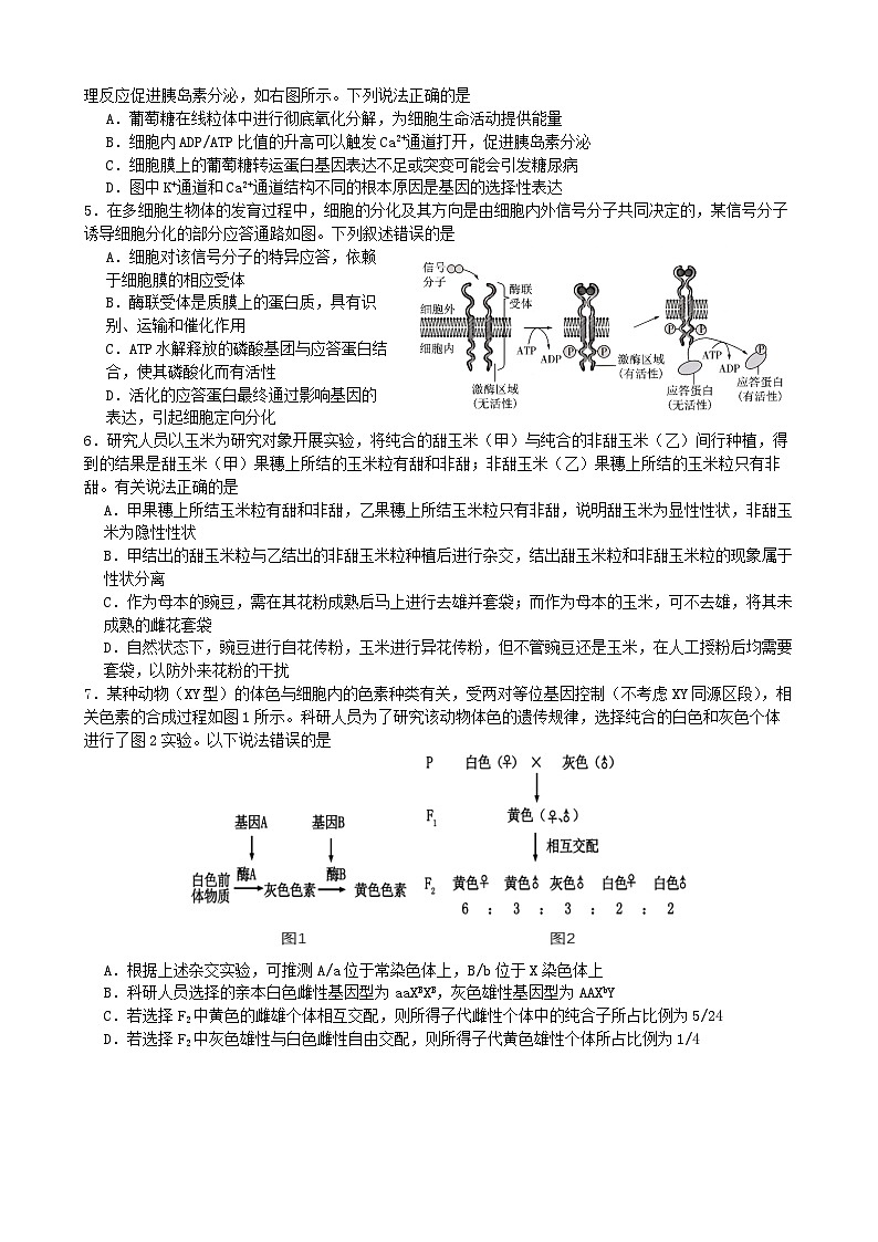 2025成都石室中学高三上学期期中考试生物含解析第2页