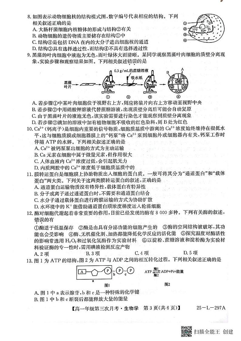 2025河北省联考高一上学期11月第三次月考试题生物PDF版含解析第3页