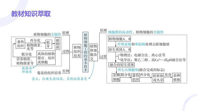 2025届高考生物基础练习第十一章 第2节 细胞工程课件第3页