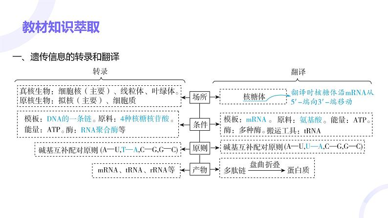 2025届高考生物基础练习第六章 第3节 基因的表达及其与性状的关系课件第3页