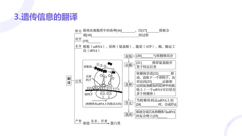 2025届高考生物基础练习第六章 第3节 基因的表达及其与性状的关系课件第8页