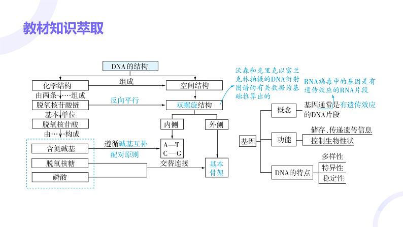 2025届高考生物基础练习第六章 第2节 DNA的结构和复制课件第3页