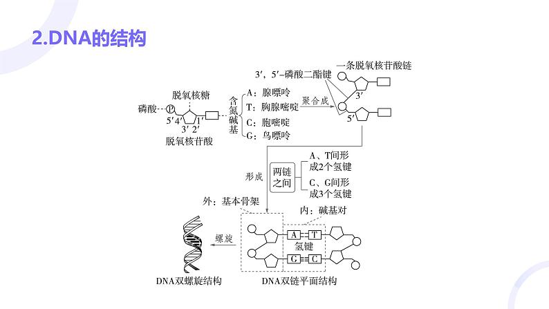 2025届高考生物基础练习第六章 第2节 DNA的结构和复制课件第5页