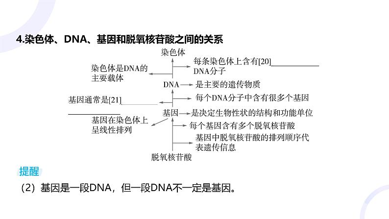 2025届高考生物基础练习第六章 第2节 DNA的结构和复制课件第8页