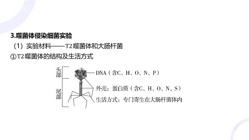 2025届高考生物基础练习第六章 第1节 DNA是主要的遗传物质课件第7页