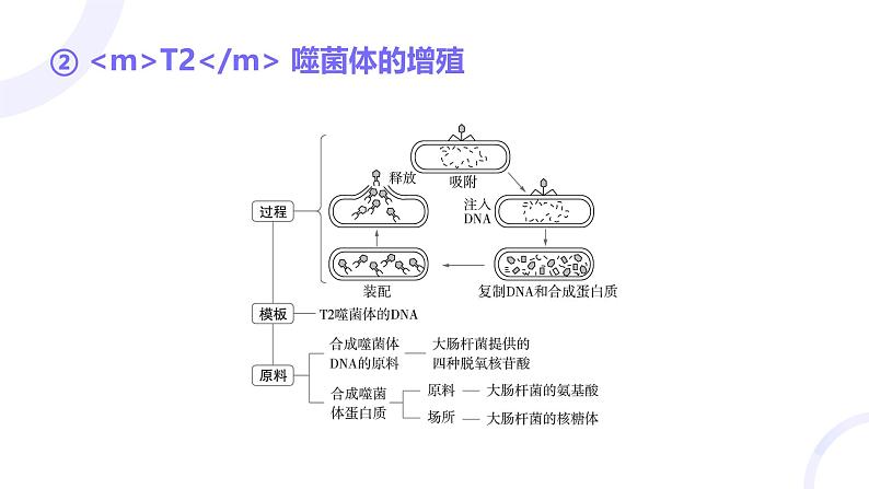 2025届高考生物基础练习第六章 第1节 DNA是主要的遗传物质课件第8页