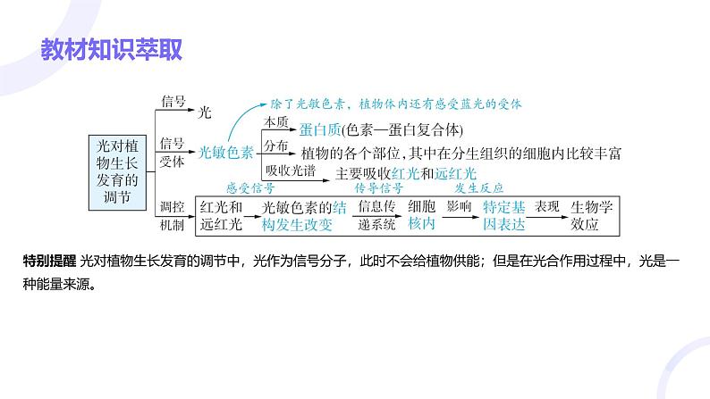 2025届高考生物基础练习第九章 第3节 环境因素参与调节植物的生命活动课件第3页