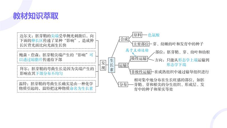 2025届高考生物基础练习第九章 第1节 植物生长素课件第3页