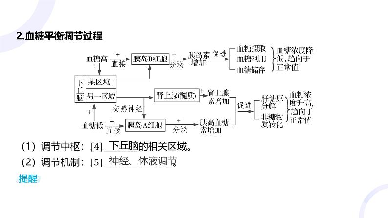 2025届高考生物基础练习第八章 第3节 体液调节及其与神经调节的关系课件第5页