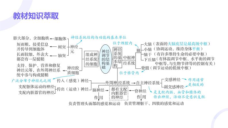 2025届高考生物基础练习第八章 第2节 神经调节课件第3页