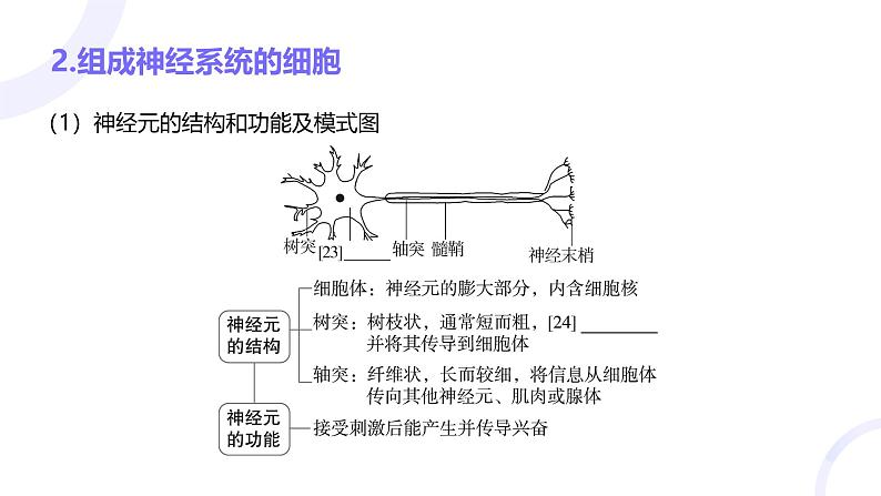 2025届高考生物基础练习第八章 第2节 神经调节课件第8页