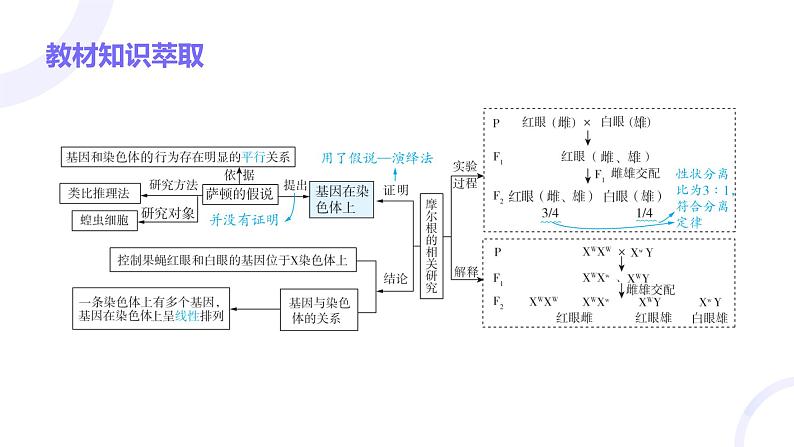 2025届高考生物基础练习第五章 第3节 伴性遗传与人类遗传病课件第3页