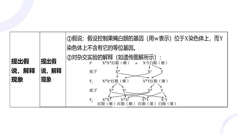 2025届高考生物基础练习第五章 第3节 伴性遗传与人类遗传病课件第7页