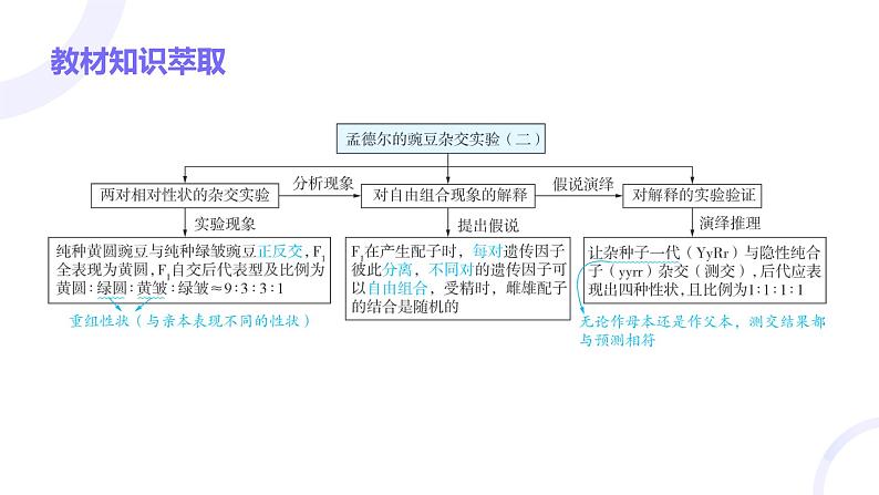 2025届高考生物基础练习第五章 第2节 基因的自由组合定律课件第3页