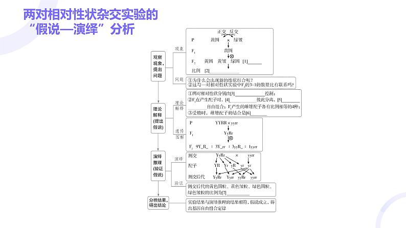 2025届高考生物基础练习第五章 第2节 基因的自由组合定律课件第4页