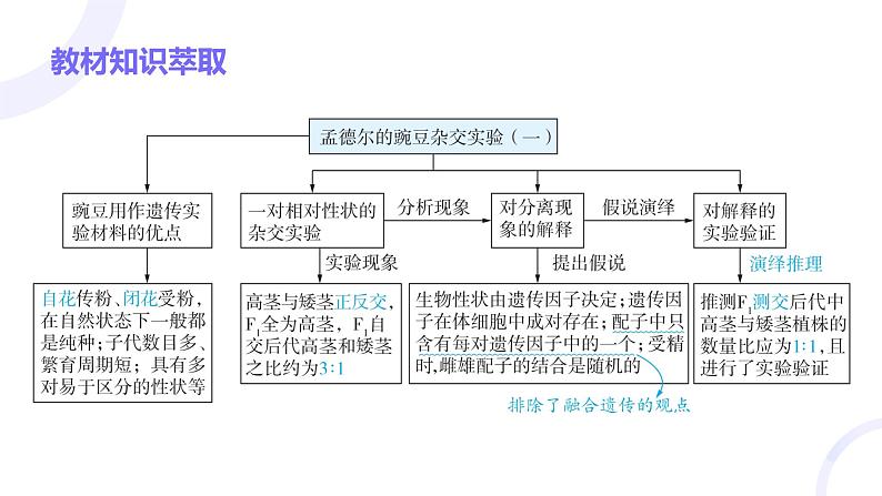 2025届高考生物基础练习第五章 第1节 基因的分离定律课件第3页