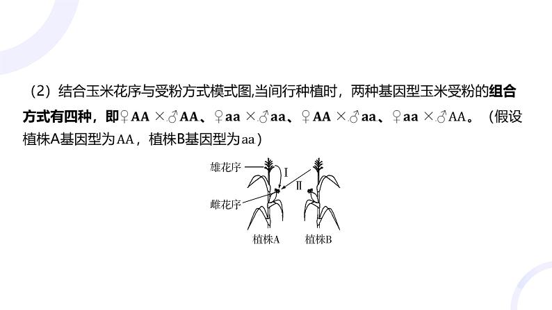 2025届高考生物基础练习第五章 第1节 基因的分离定律课件第6页