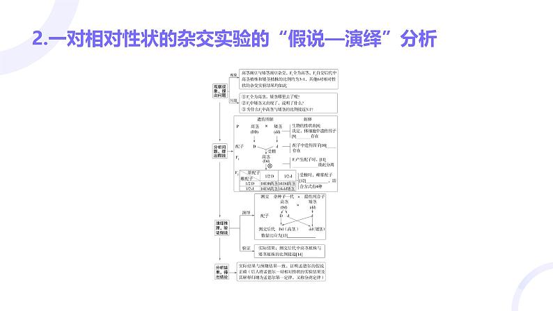 2025届高考生物基础练习第五章 第1节 基因的分离定律课件第8页