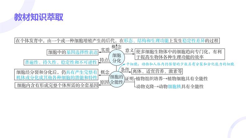 2025届高考生物基础练习第四章 第3节 细胞的分化、衰老和死亡课件第3页