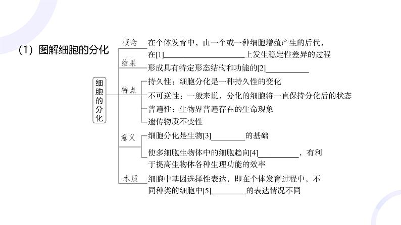 2025届高考生物基础练习第四章 第3节 细胞的分化、衰老和死亡课件第4页