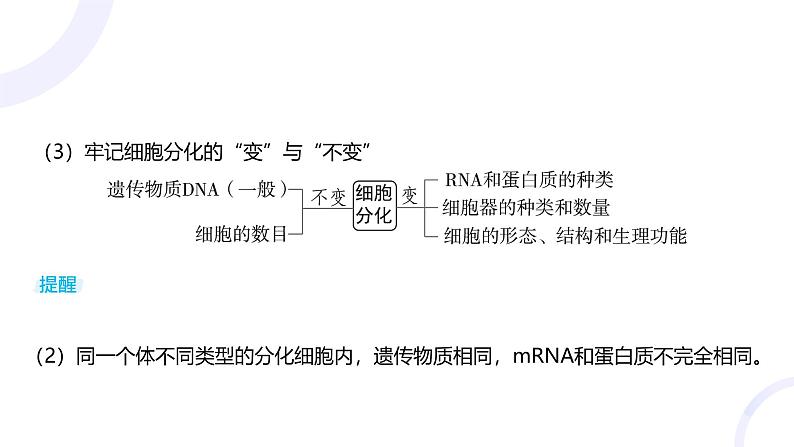 2025届高考生物基础练习第四章 第3节 细胞的分化、衰老和死亡课件第6页