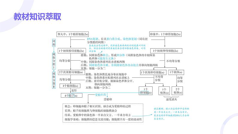 2025届高考生物基础练习第四章 第2节 减数分裂和受精作用课件第3页