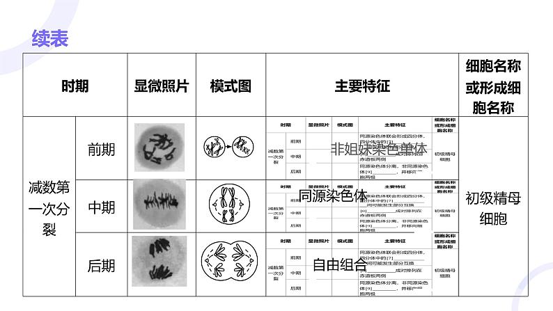 2025届高考生物基础练习第四章 第2节 减数分裂和受精作用课件第6页