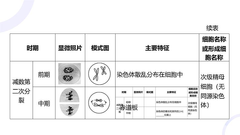 2025届高考生物基础练习第四章 第2节 减数分裂和受精作用课件第7页