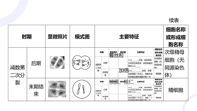 2025届高考生物基础练习第四章 第2节 减数分裂和受精作用课件第8页