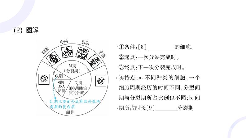 2025届高考生物基础练习第四章 第1节 细胞的增殖课件第5页