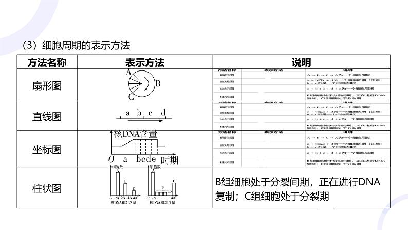 2025届高考生物基础练习第四章 第1节 细胞的增殖课件第6页