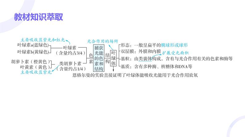 2025届高考生物基础练习第三章 第3节 光合作用与能量转化课件第3页