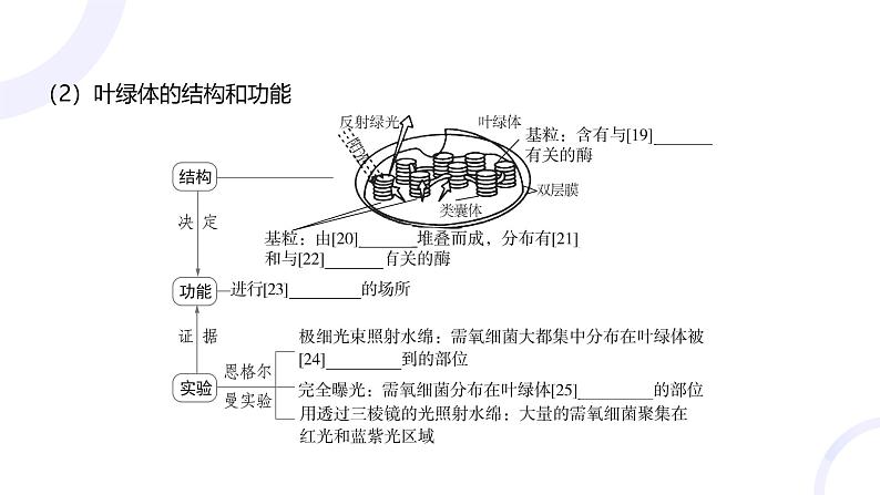 2025届高考生物基础练习第三章 第3节 光合作用与能量转化课件第7页