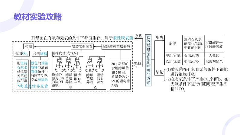 2025届高考生物基础练习第三章 第2节 细胞呼吸的原理和应用课件第3页