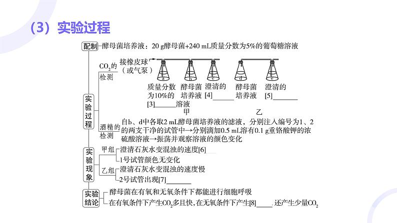 2025届高考生物基础练习第三章 第2节 细胞呼吸的原理和应用课件第6页