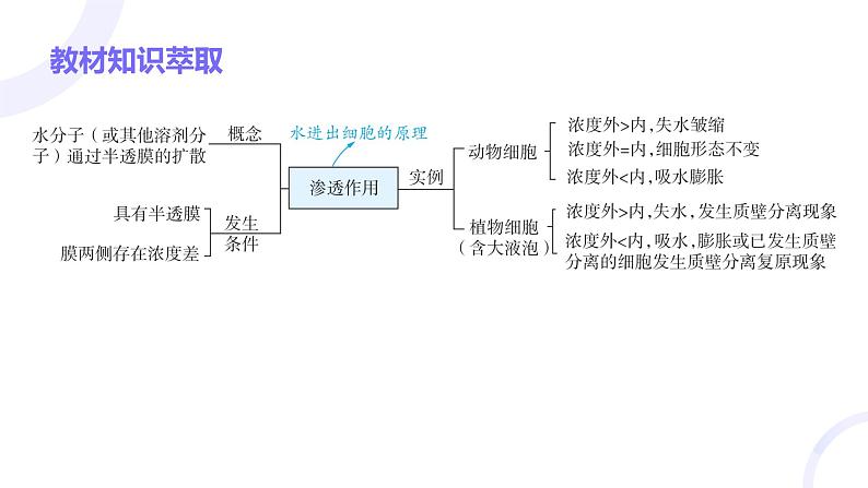 2025届高考生物基础练习第二章 第3节 细胞的物质输入和输出课件第3页