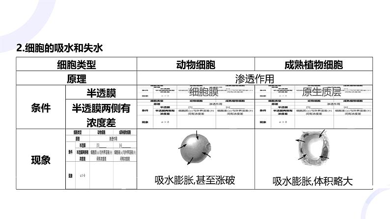 2025届高考生物基础练习第二章 第3节 细胞的物质输入和输出课件第8页