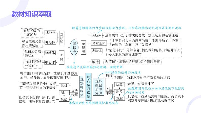 2025届高考生物基础练习第二章 第2节 细胞器和细胞的生物膜系统课件第3页