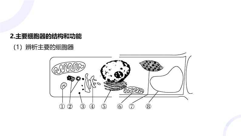 2025届高考生物基础练习第二章 第2节 细胞器和细胞的生物膜系统课件第5页