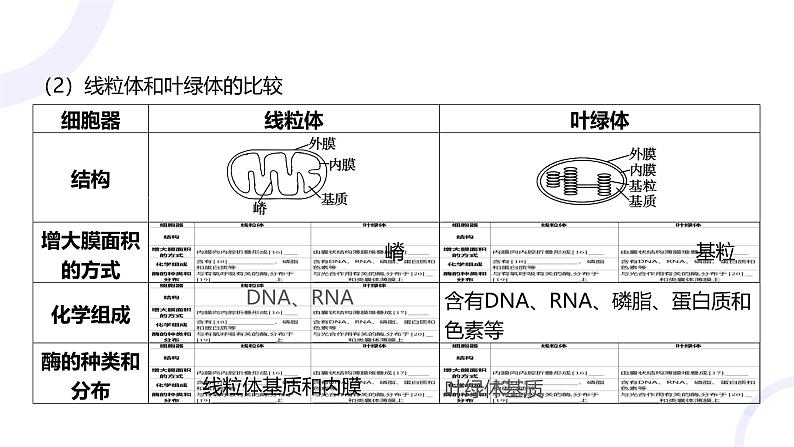 2025届高考生物基础练习第二章 第2节 细胞器和细胞的生物膜系统课件第8页